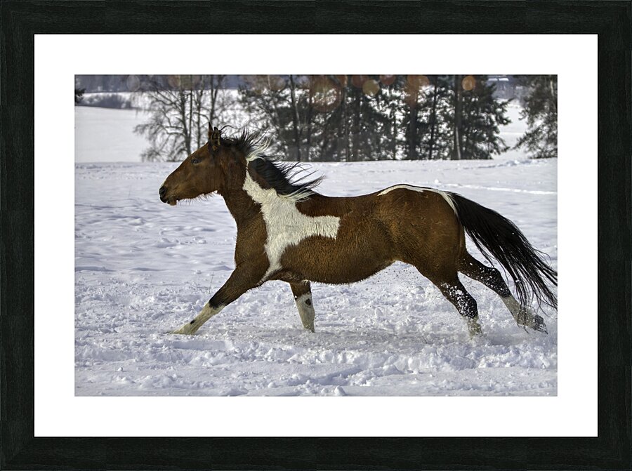 ANI 00159 Picture Frame print