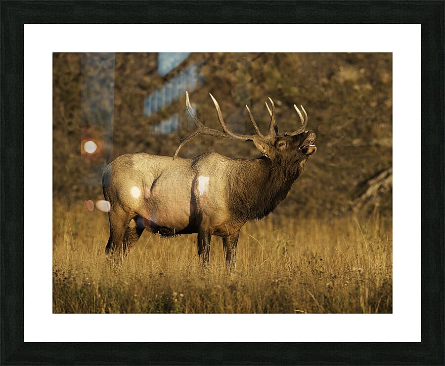 ANI 00172 Picture Frame print