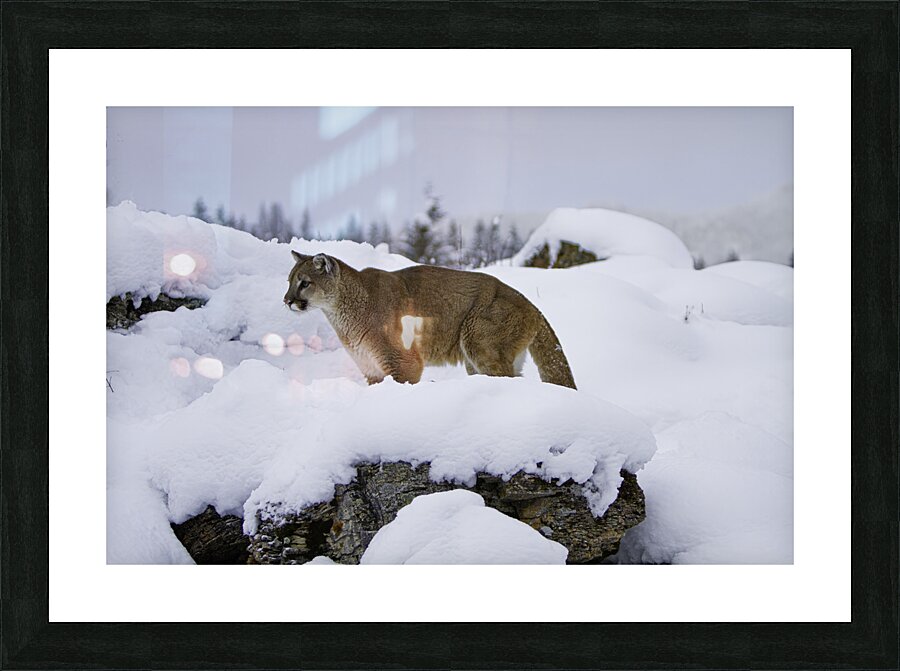ANI 00154 Picture Frame print