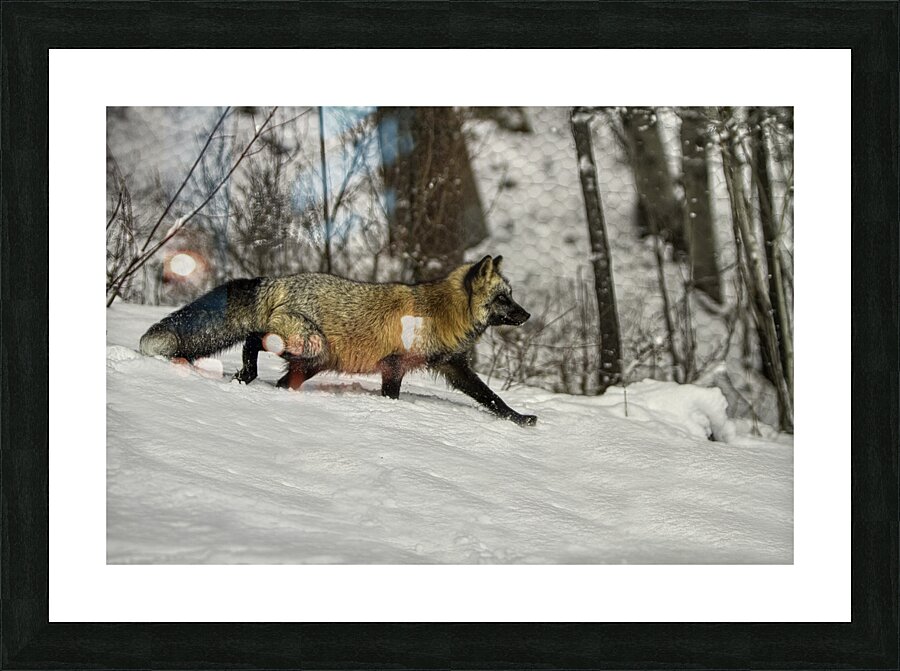 ANI 00152 Picture Frame print