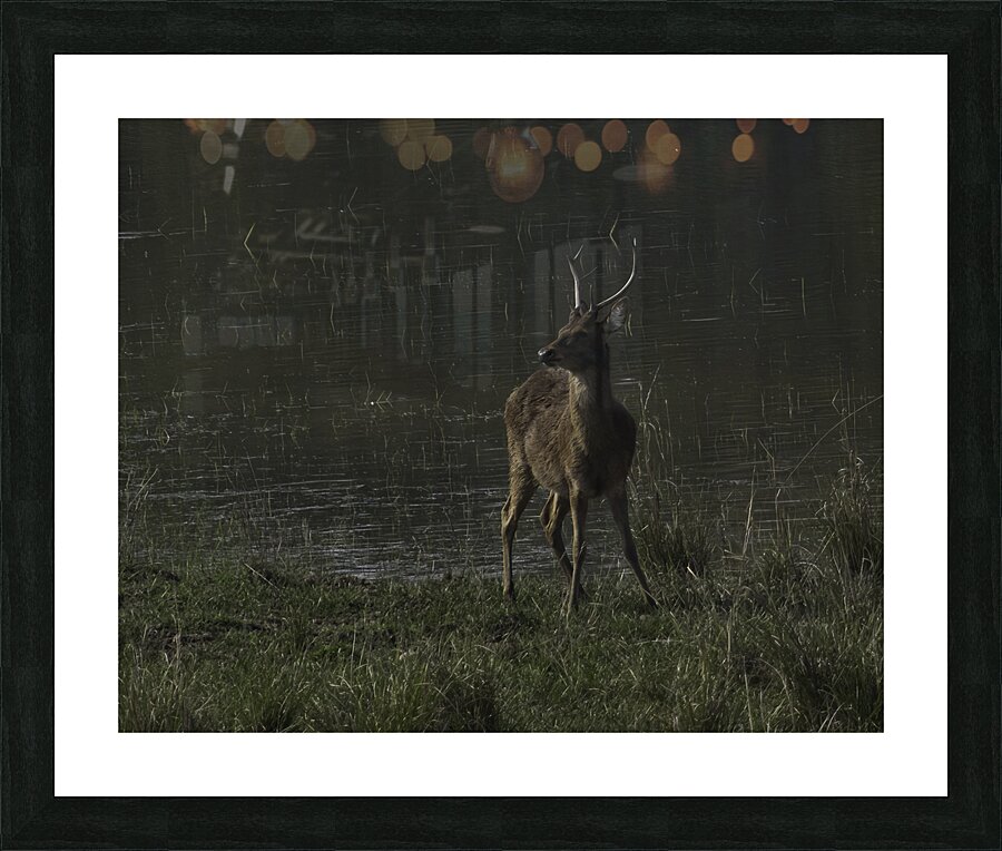 ANI 00175 Picture Frame print