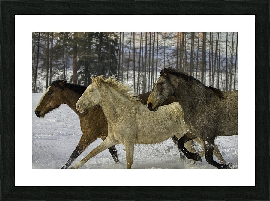 ANI 00157 Picture Frame print