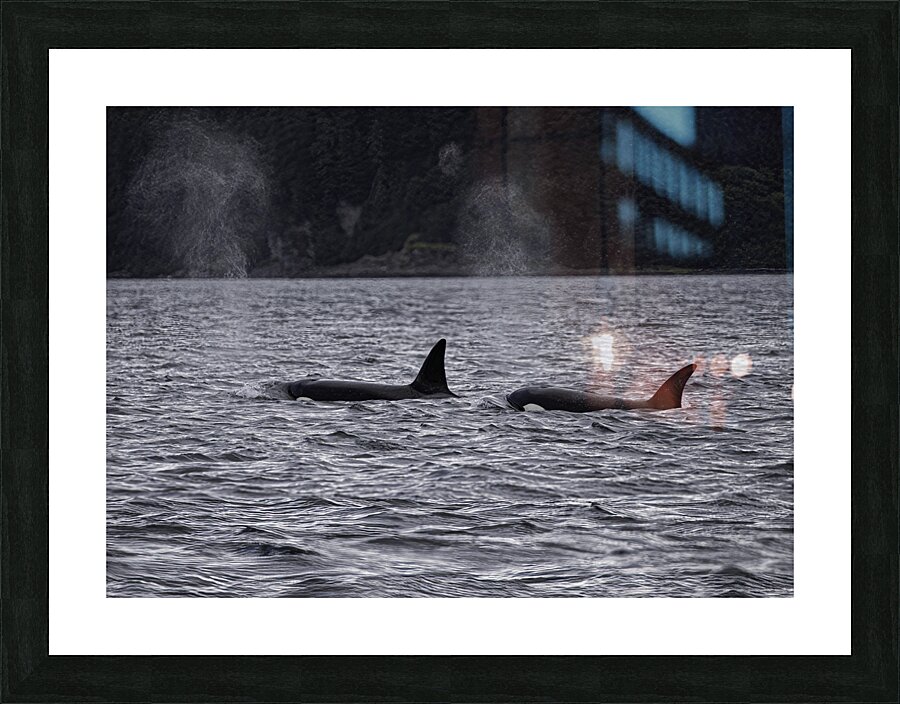 ANI 00179 Picture Frame print
