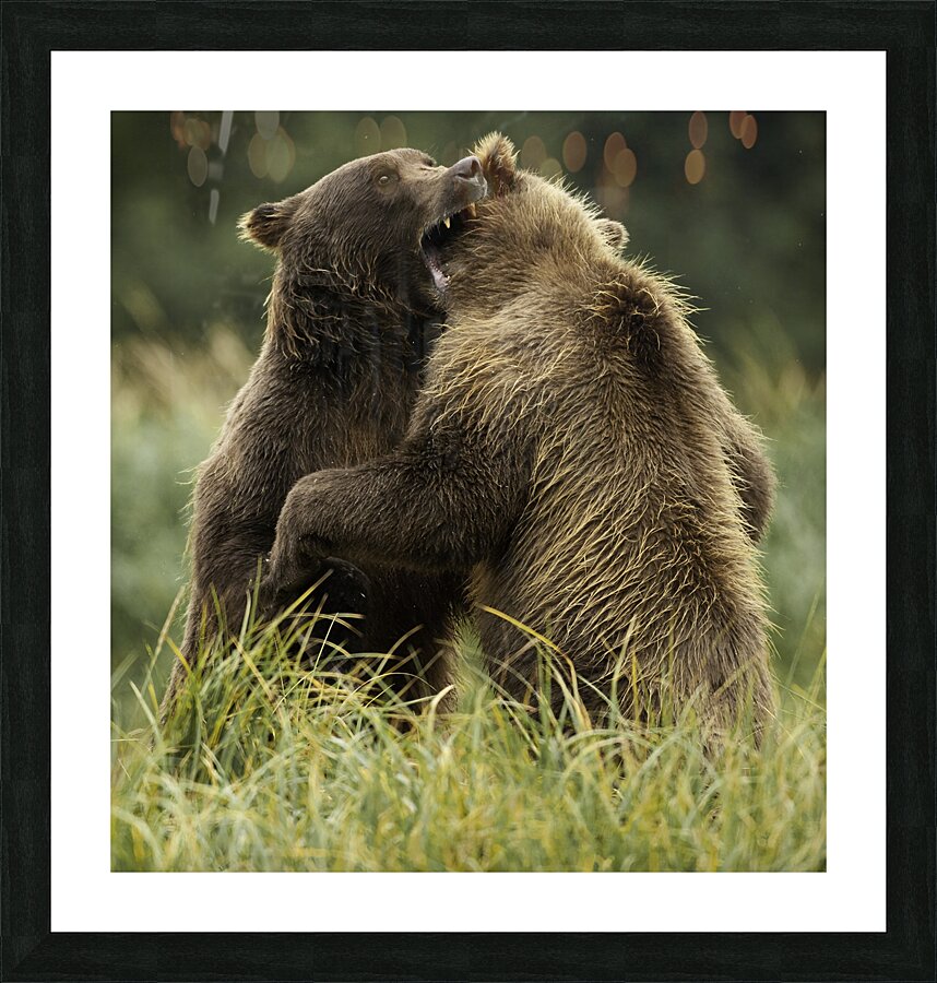 ANI 00163 Picture Frame print