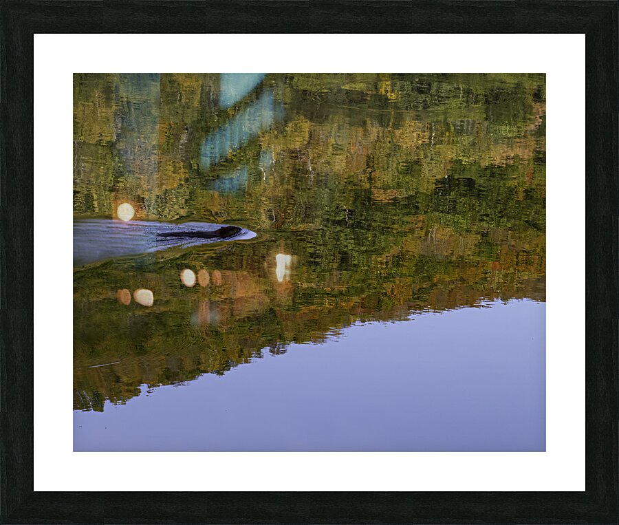 ANI 00177 Picture Frame print