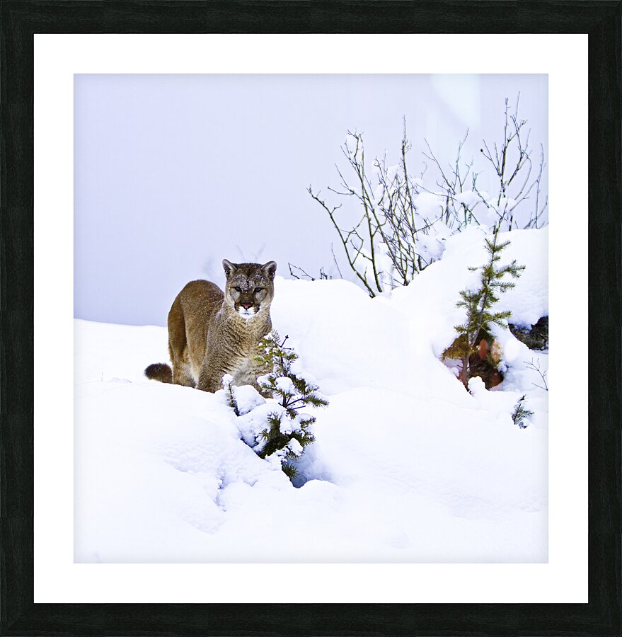 ANI 00153 Picture Frame print