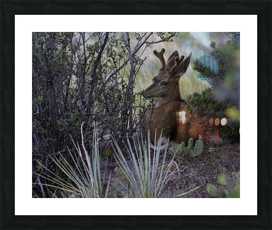 ANI 00165 Picture Frame print