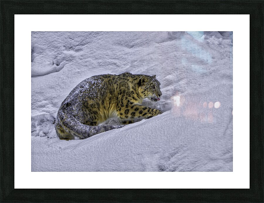 ANI 00156 Picture Frame print
