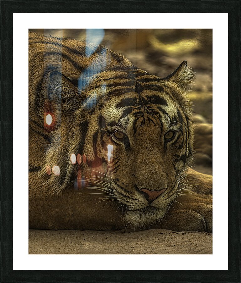 ANI 00193 Picture Frame print