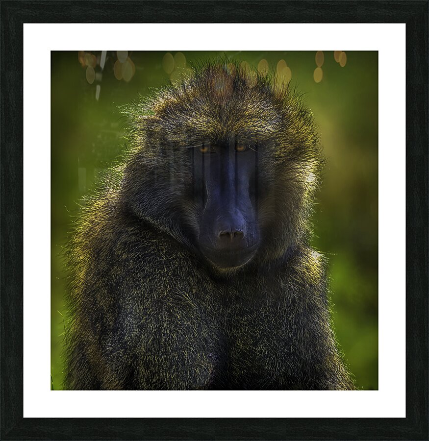ANI 00209 Picture Frame print