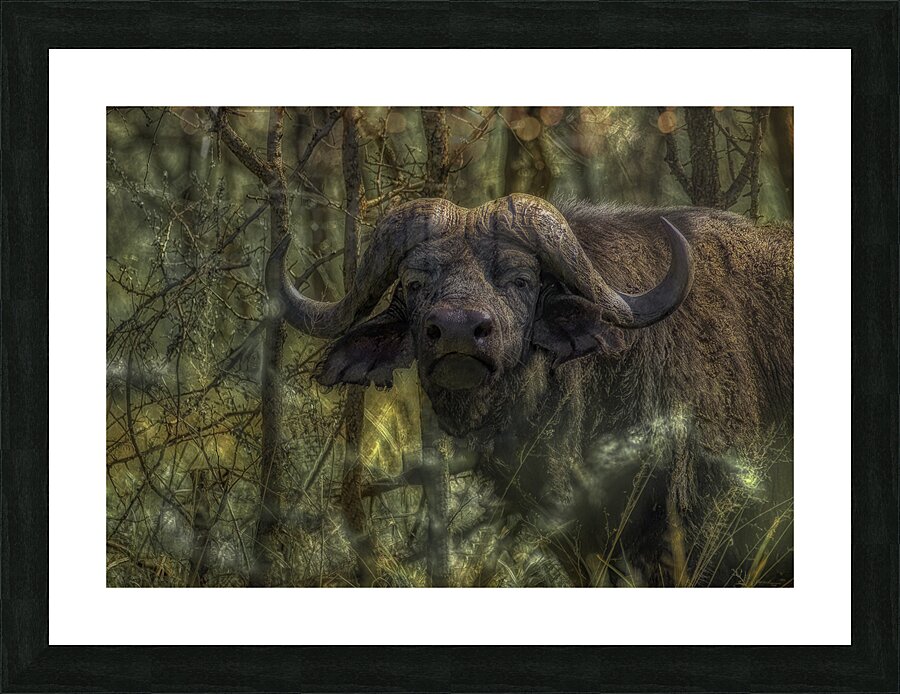 ANI 00208 Picture Frame print