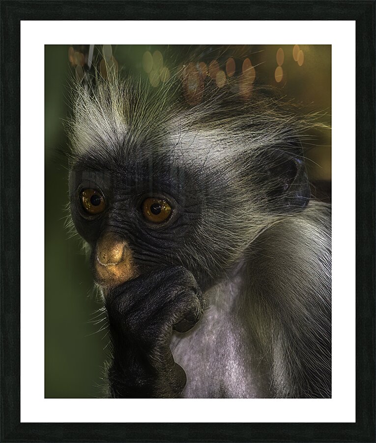ANI 00205 Picture Frame print