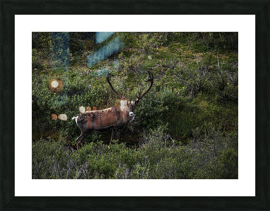 ANI 00181 Picture Frame print