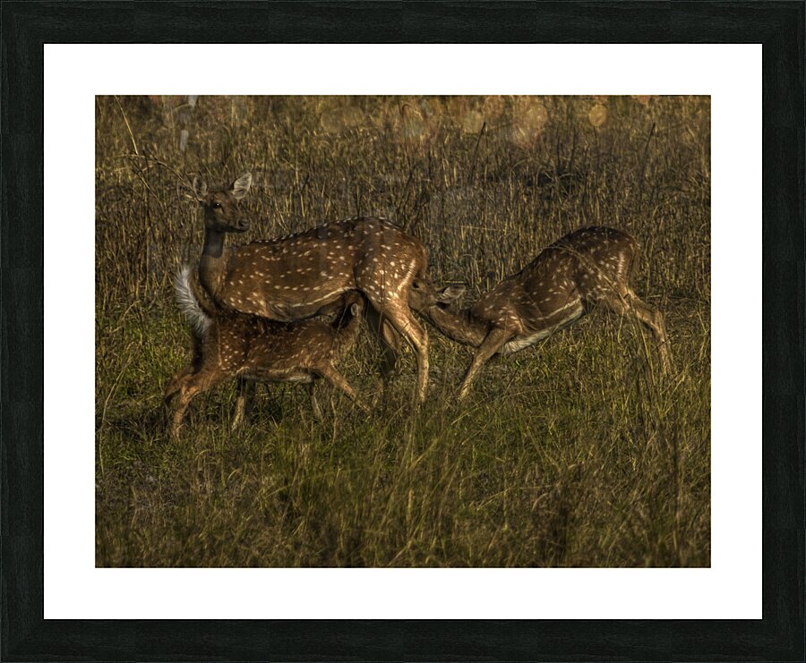 ANI 00192 Picture Frame print
