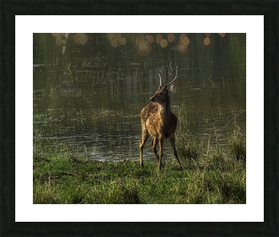 ANI 00185 Picture Frame print