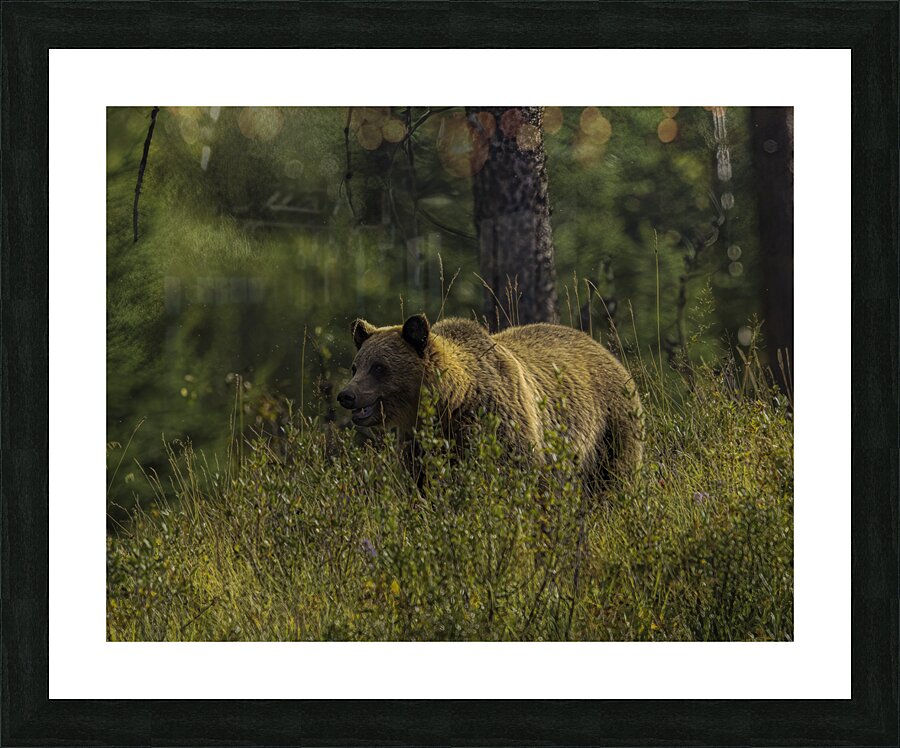 ANI 00195 Picture Frame print