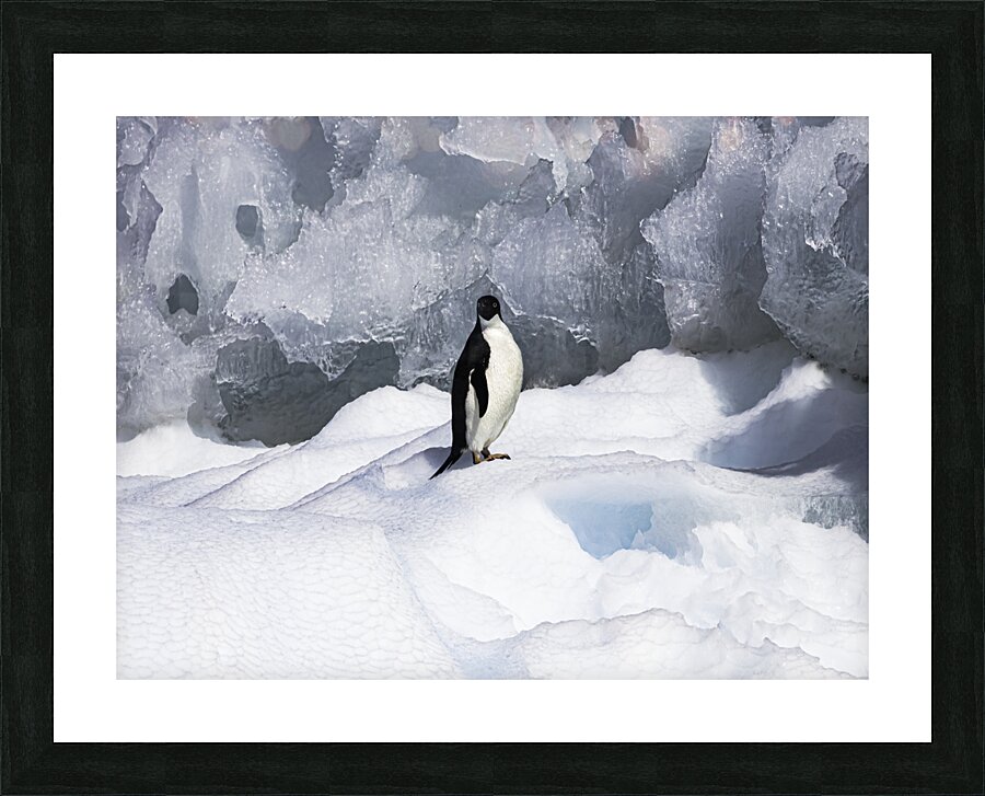 BIR 00239 Picture Frame print