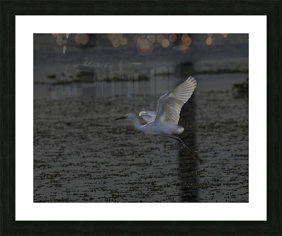 BIR 00223 Picture Frame print