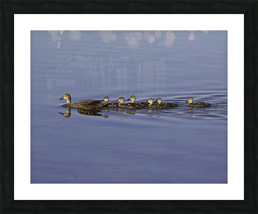 BIR 00218 Picture Frame print