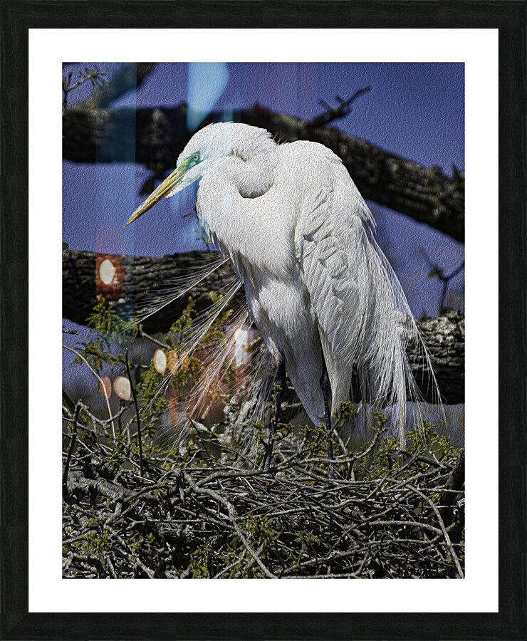BIR 00211 Picture Frame print