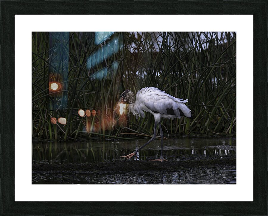 BIR 00221 Picture Frame print