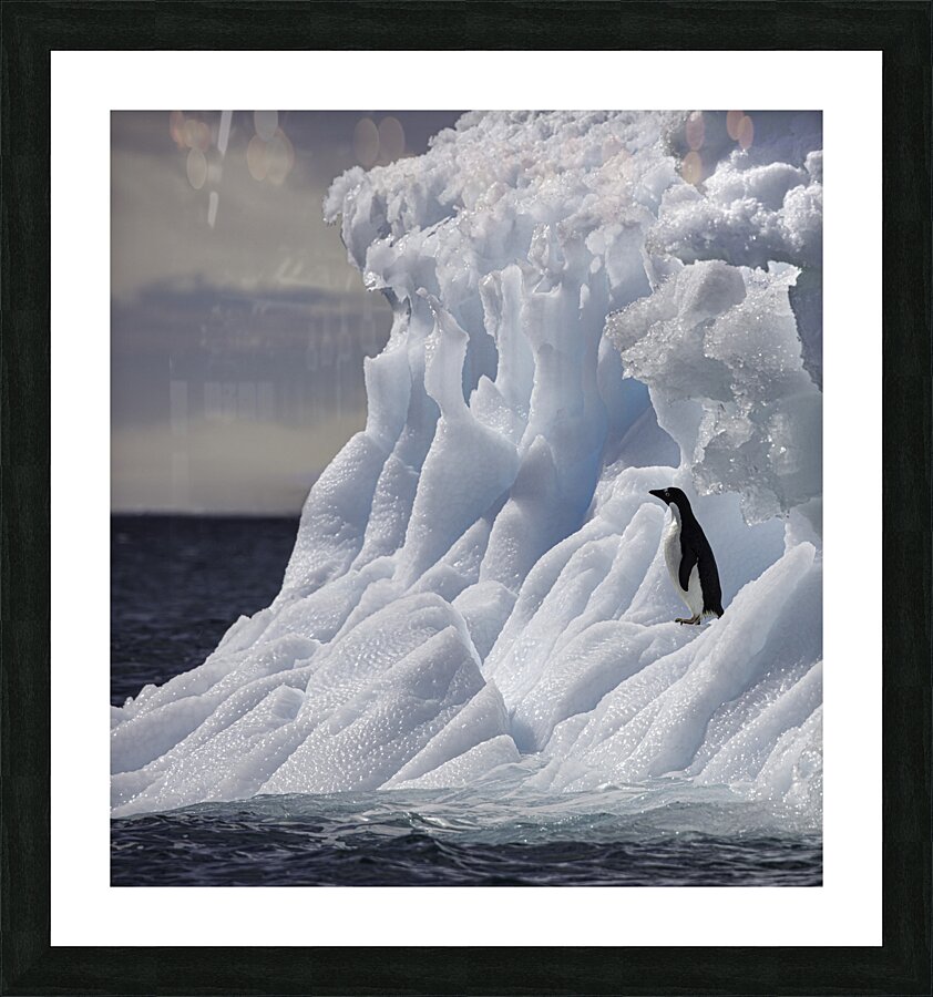 BIR 00238 Picture Frame print