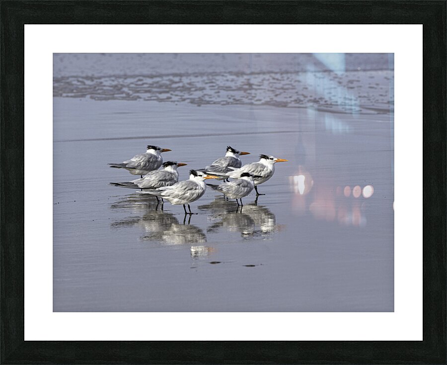 BIR 00231 Picture Frame print