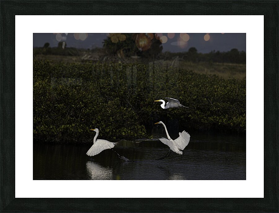 BIR 00227 Picture Frame print
