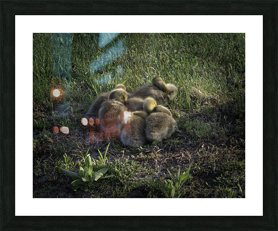 BIR 00234 Picture Frame print