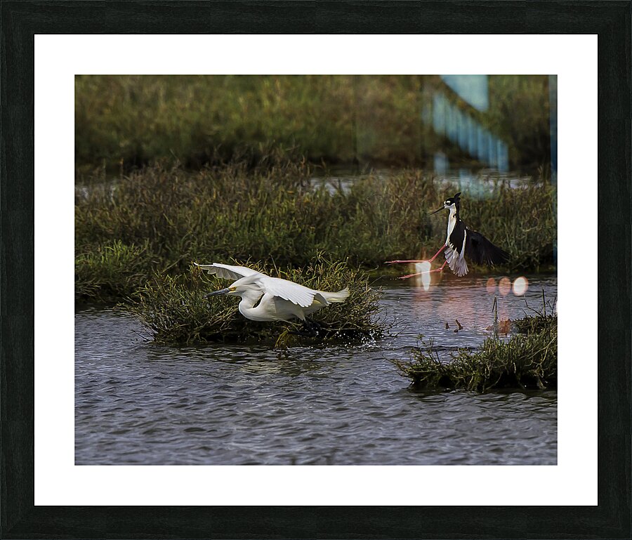 BIR 00215 Picture Frame print
