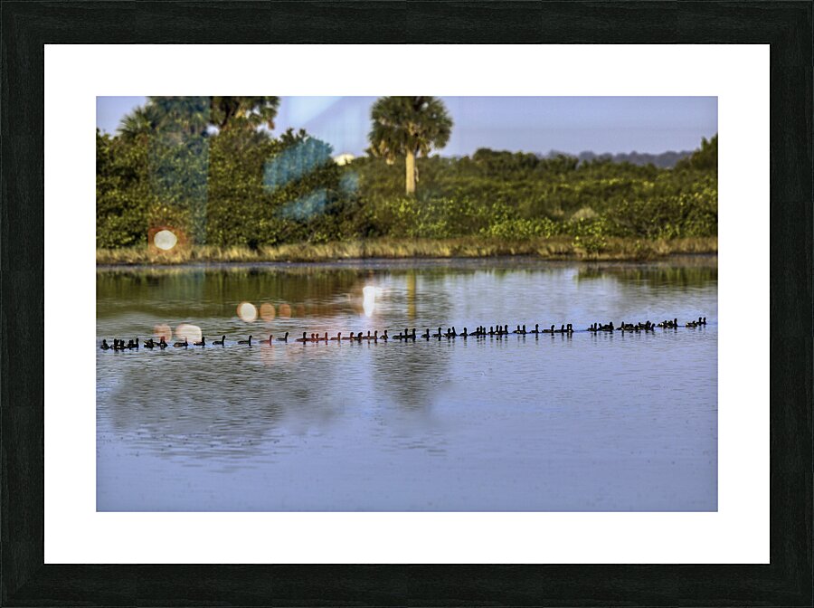 BIR 00224 Picture Frame print