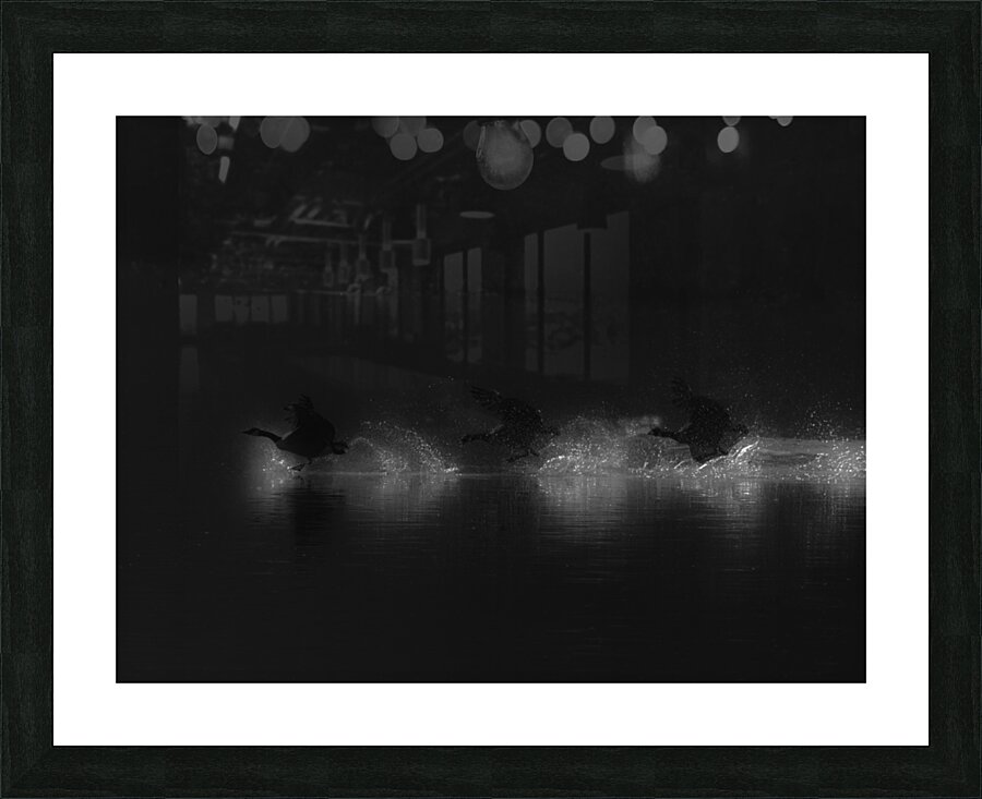 BIR 00233 Picture Frame print