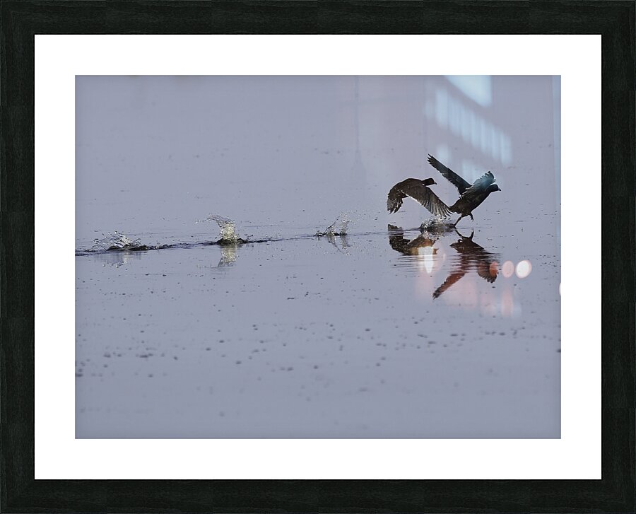 BIR 00225 Picture Frame print