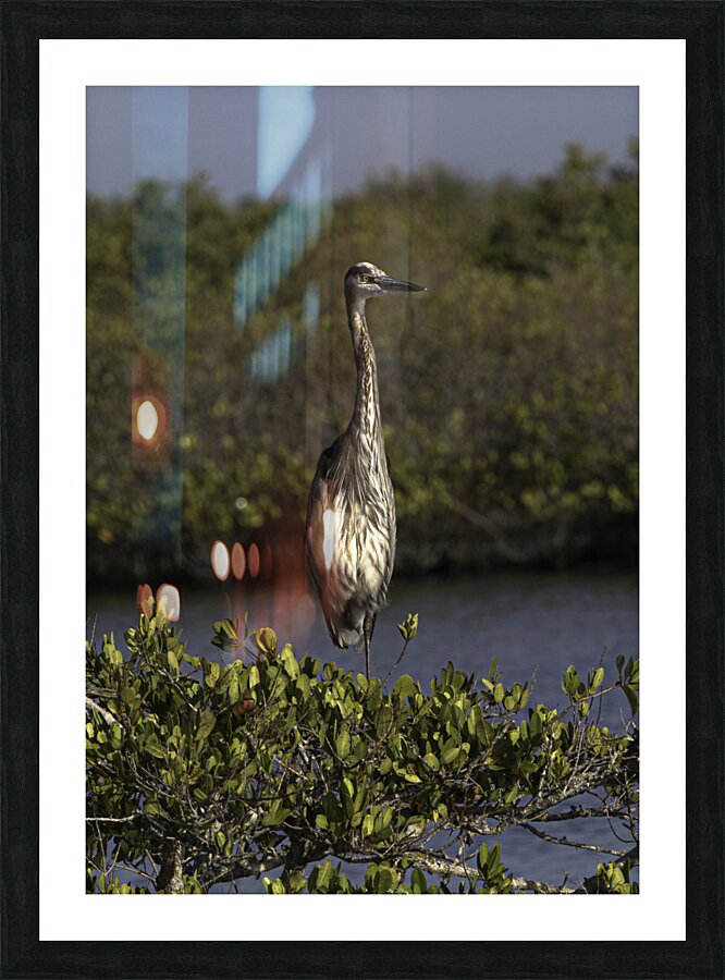 BIR 00226 Picture Frame print