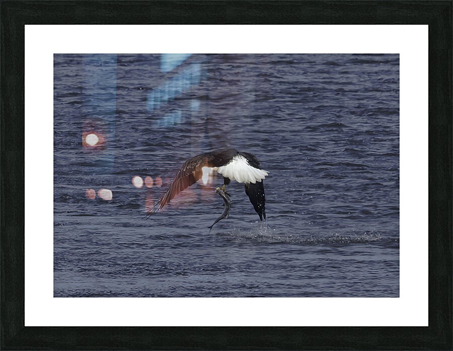 BIR 00271 Picture Frame print