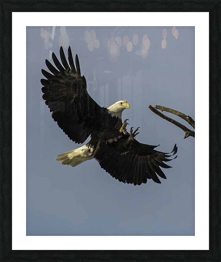 BIR 00252 Picture Frame print