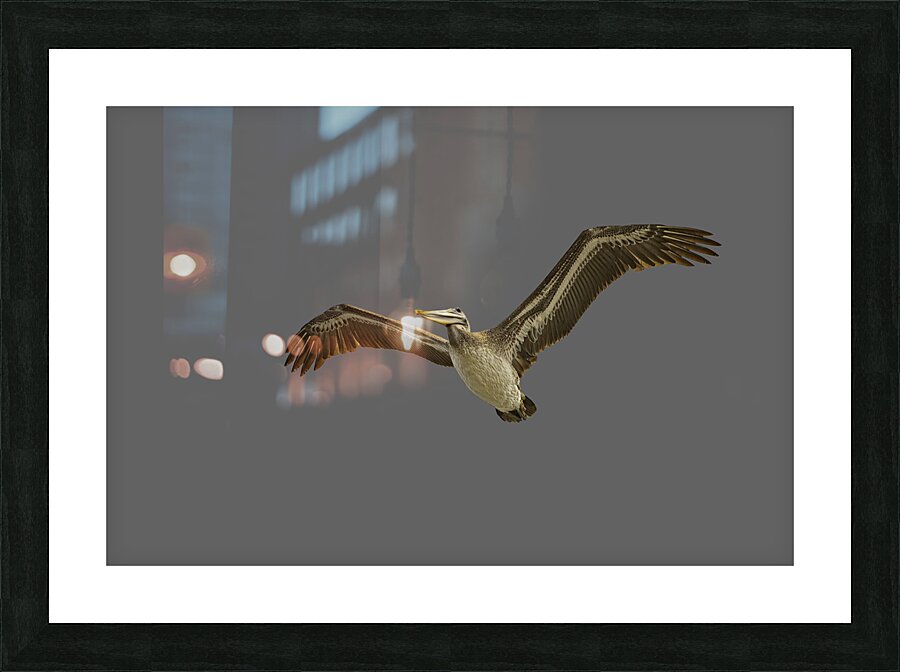 BIR 00248 Picture Frame print