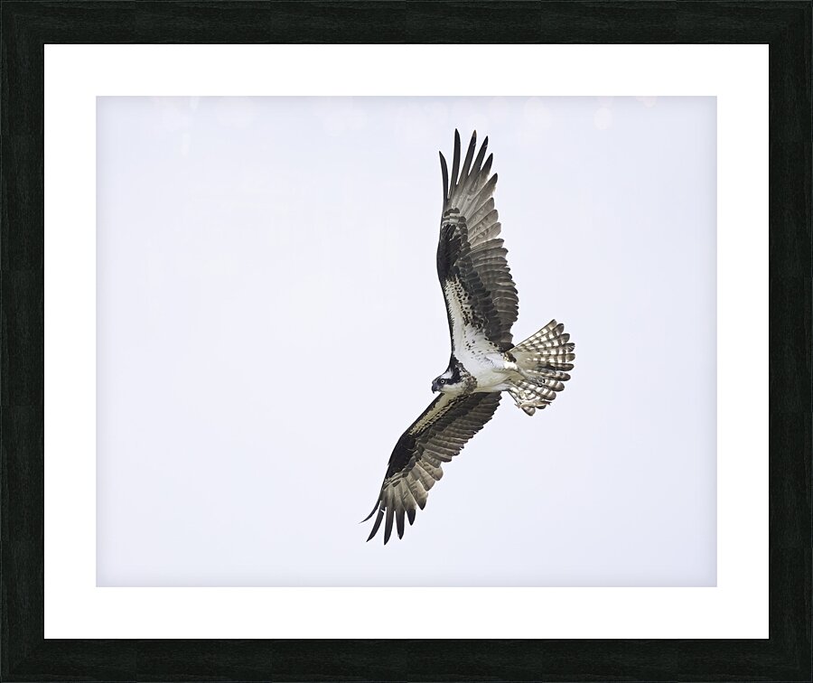BIR 00246 Picture Frame print