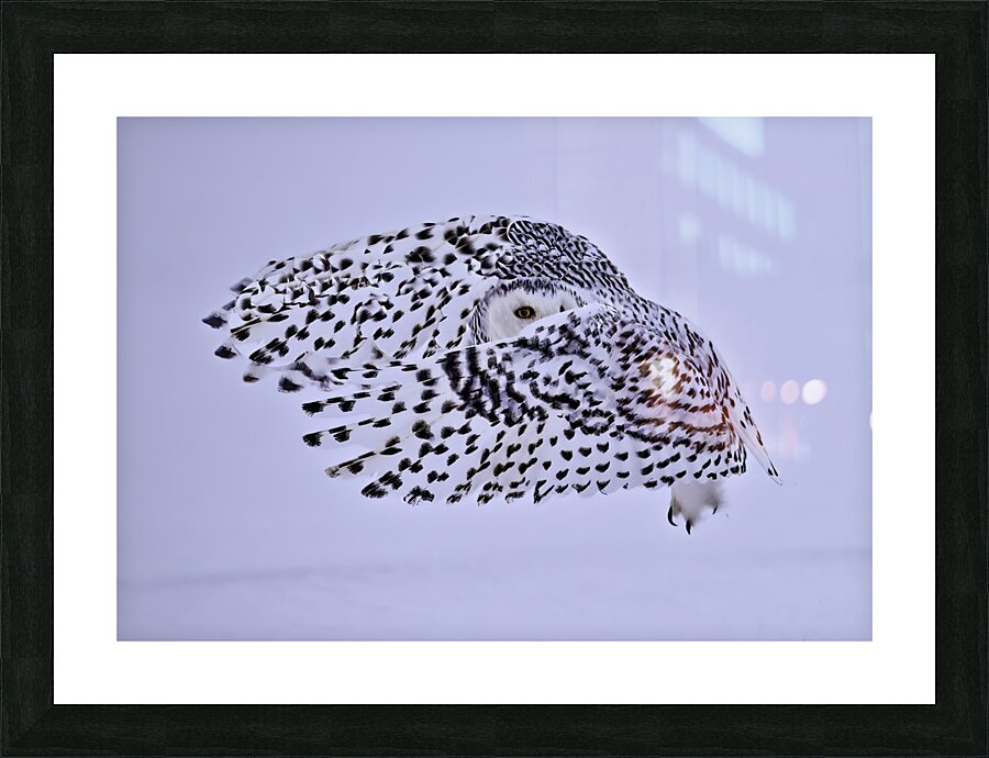 *BIR00273 Picture Frame print
