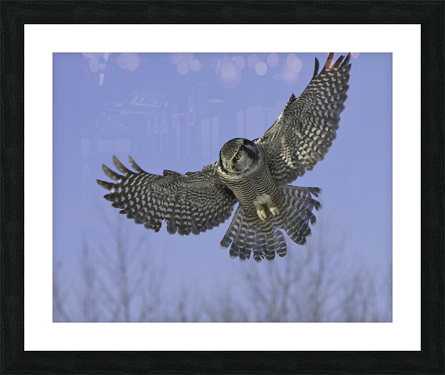 BIR 00269 Picture Frame print