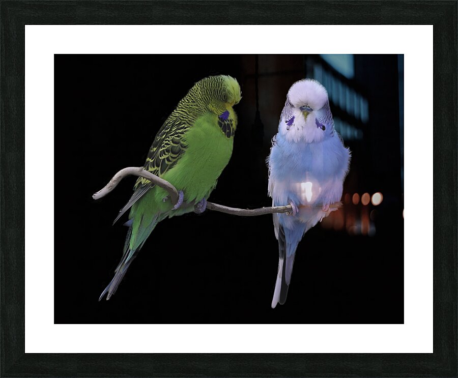 BIR 00265 Picture Frame print