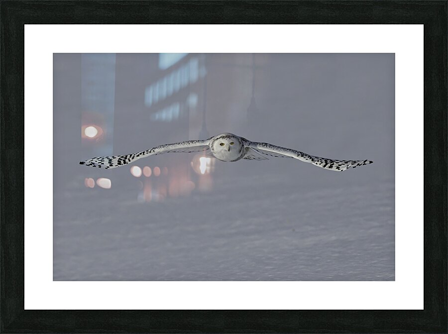 BIR 00275 Picture Frame print