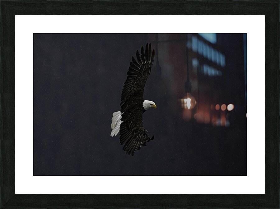 BIR 00272 Picture Frame print