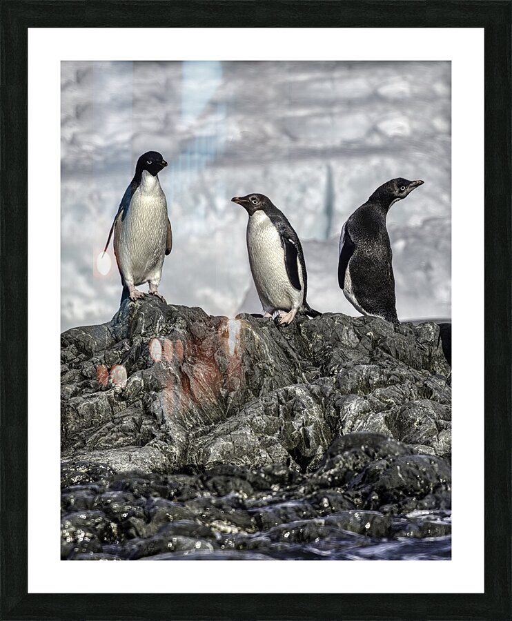 BIR 00266 Picture Frame print