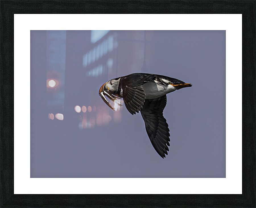 BIR 00276 Picture Frame print