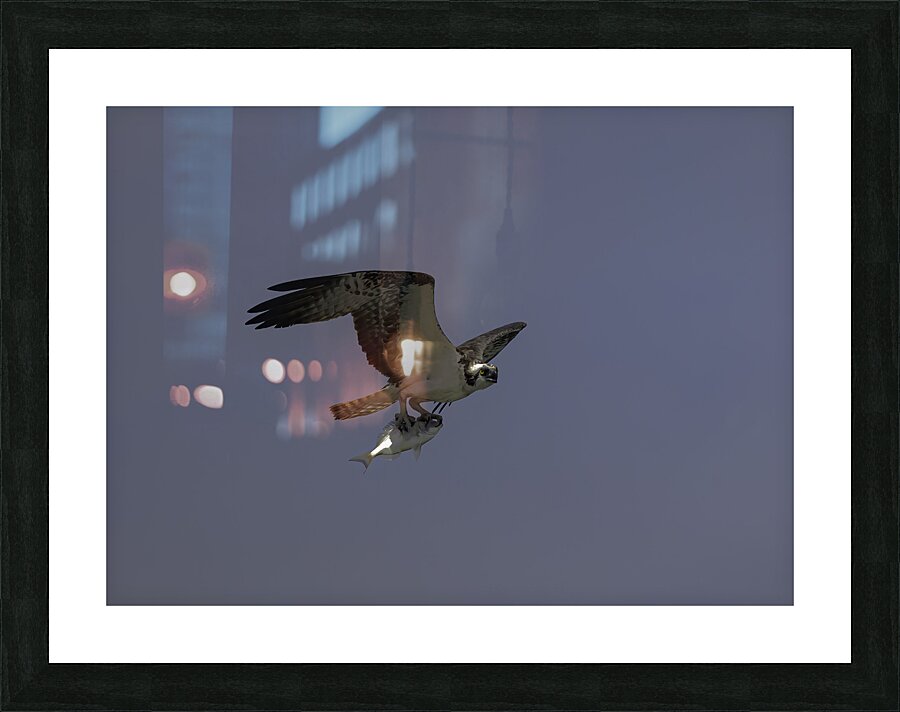 BIR 00245 Picture Frame print