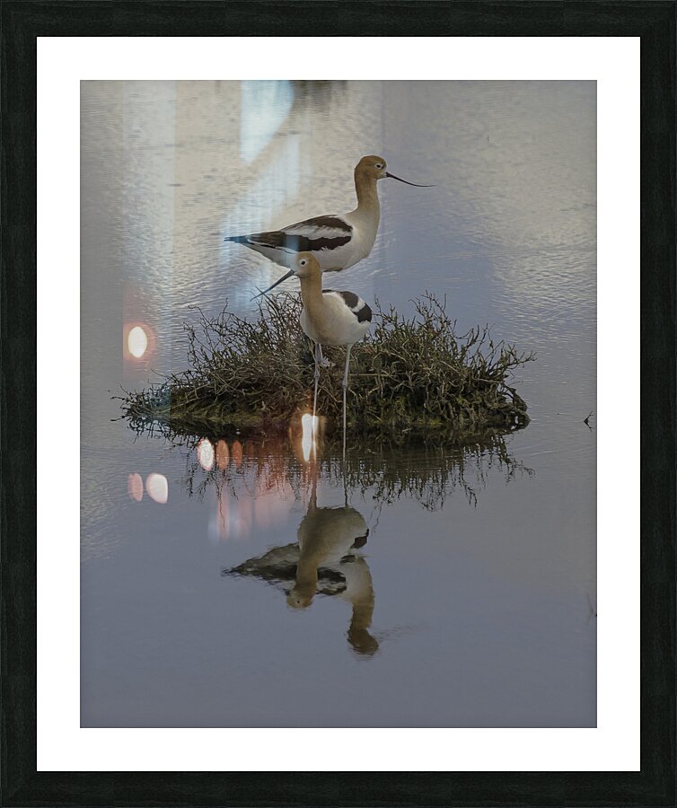 BIR 00258 Picture Frame print