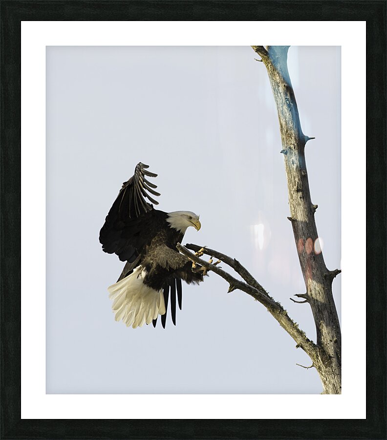 BIR 00262 Picture Frame print