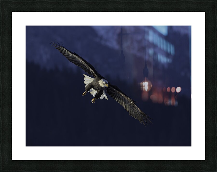 BIR 00256 Picture Frame print