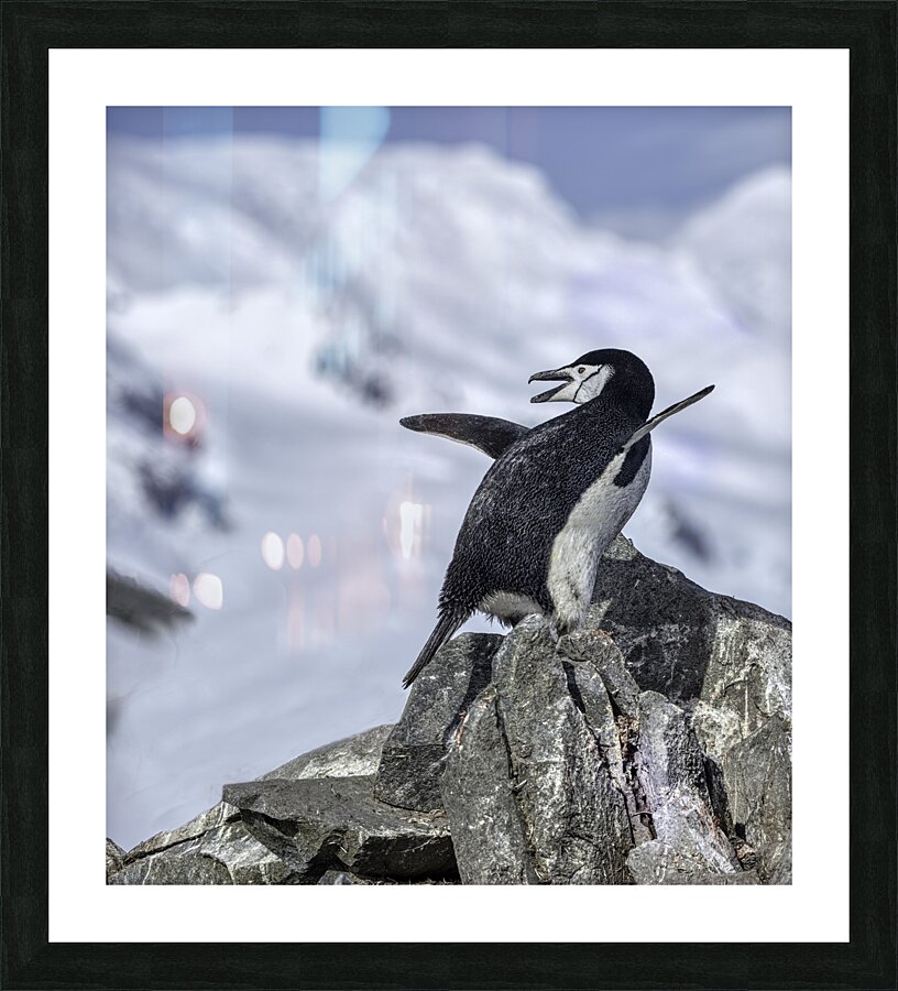 BIR 00267 Picture Frame print